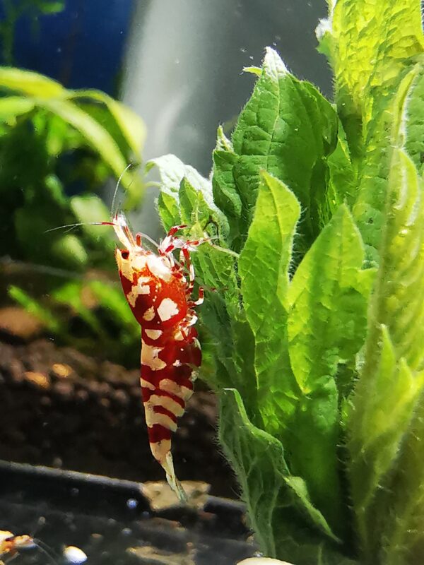 GALAXY RED FANCY TIGER - 1.0 CM